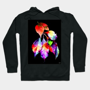 Virginia Creeper Hoodie